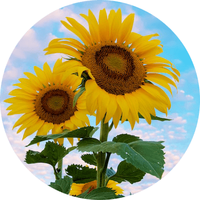 Dos girasoles con el cielo de fondo soleado