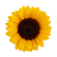 Logo con forma de girasol de retiroespiritual